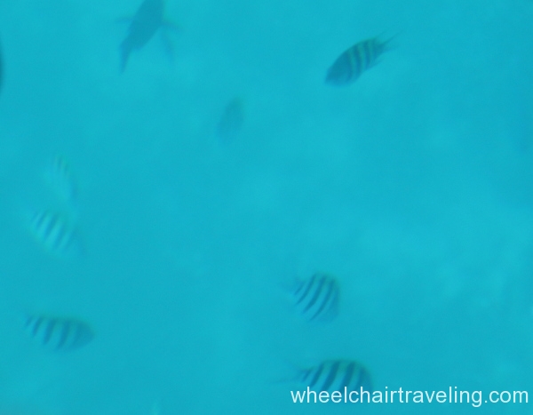 20_Fish Beneath Glass Bottom Boat